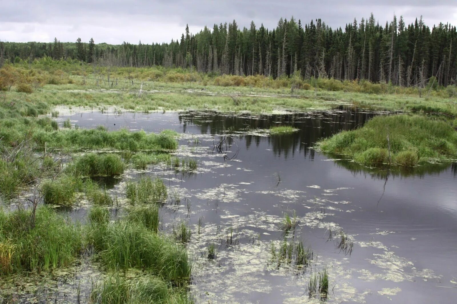 Кислотные болота. Чертово болото Удмуртия. Таменгонтское болото клюква. Тахтинское болото.