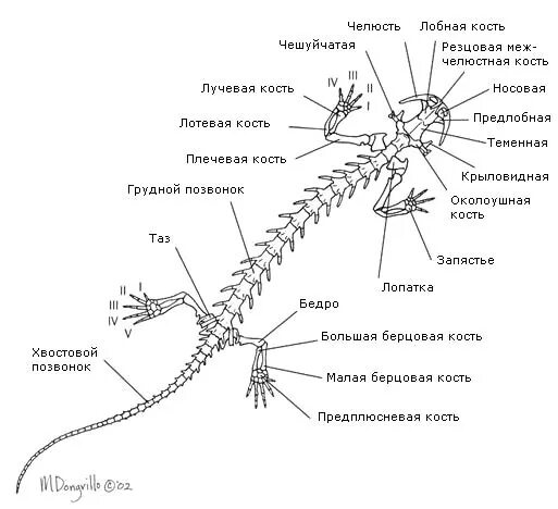 Хвостовой отдел в позвоночнике у кого. Строение скелета хвостатой амфибии. Хвостатые земноводные внутреннее строение. Строение хвостатых земноводных. Схема строения скелета пресмыкающихся.