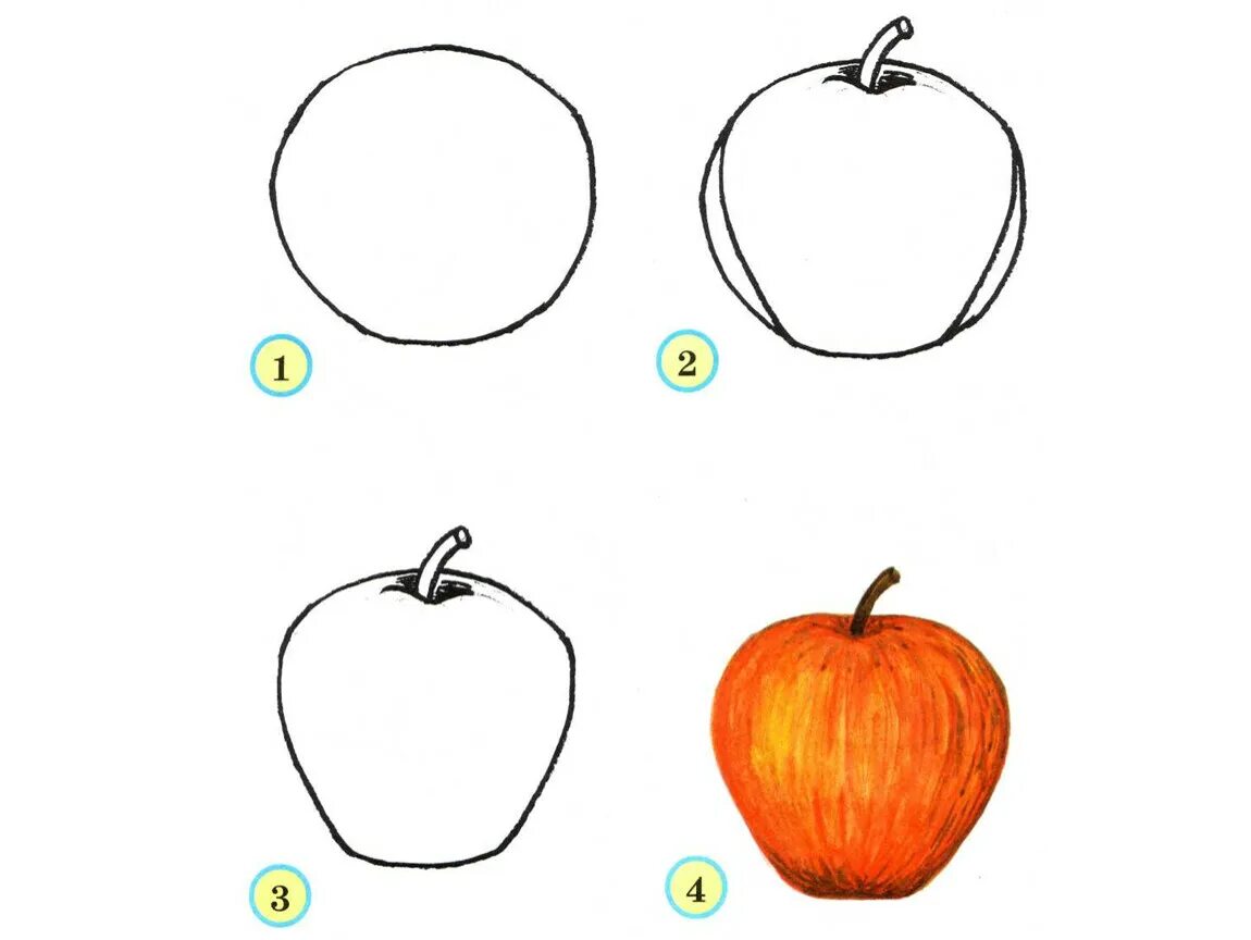 Поэтапное рисование овощей. Поэтапное рисование овощей и фруктов. Поэтапное рисование фруктов. Схема рисования фруктов и овощей. Фрукты урок 1 класс