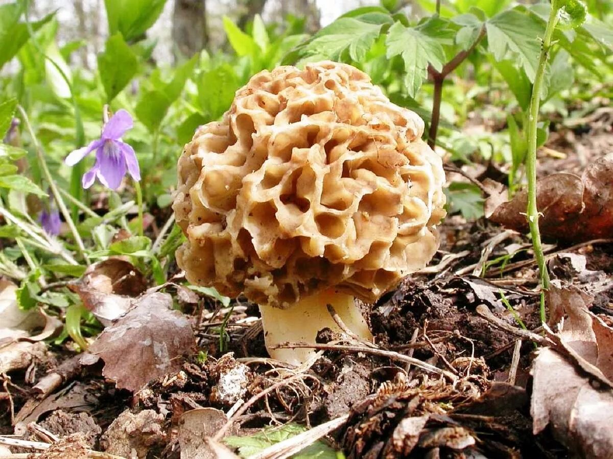 Первые грибы весной название. Сморчки грибы. Сморчок обыкновенный. Сморчки весенние. Сморчок (Morchella).