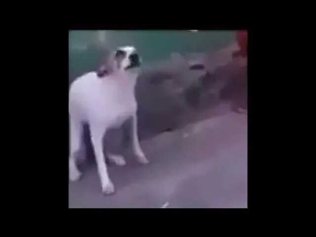 Собака танцует под песню
