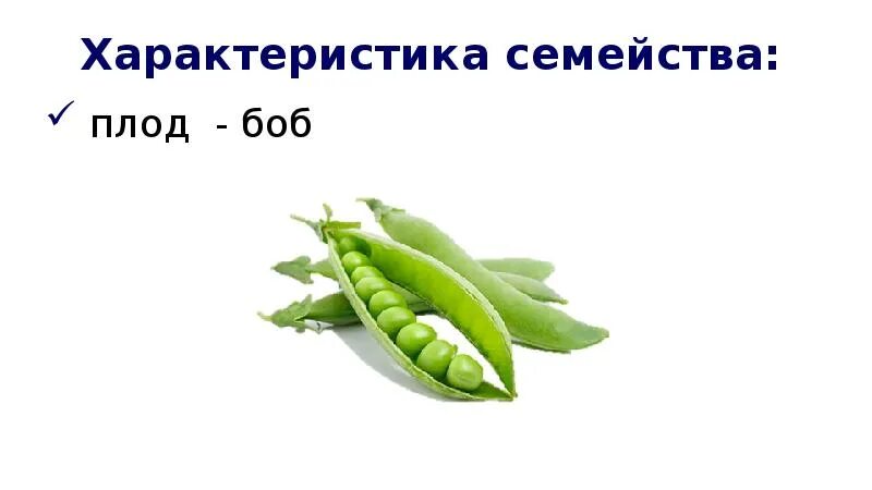 Семейство бобовых пасленовых. Класс двудольные семейства бобовые пасленовые сложноцветные. класс двудольные семейство паслёновые мотыльковые и сложноцветные. плод боб. семейства бобовые пасленовые сложноцветные.