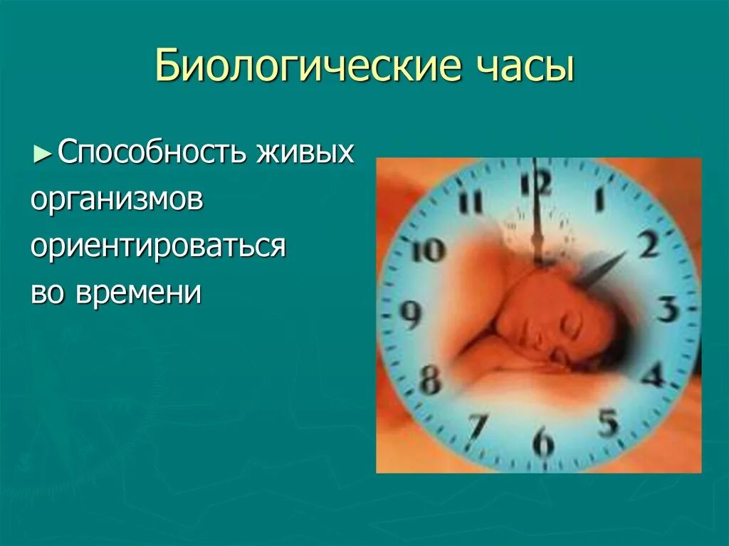 Биологические часы 5 класс. Биологические часы. Биологические часы организма. Биоритмы живых организмов. Человеческие биологические часы.