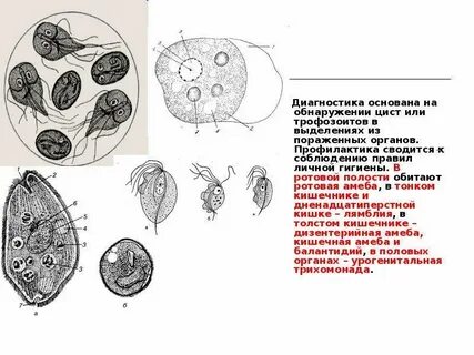 Какой цифрой обозначена циста