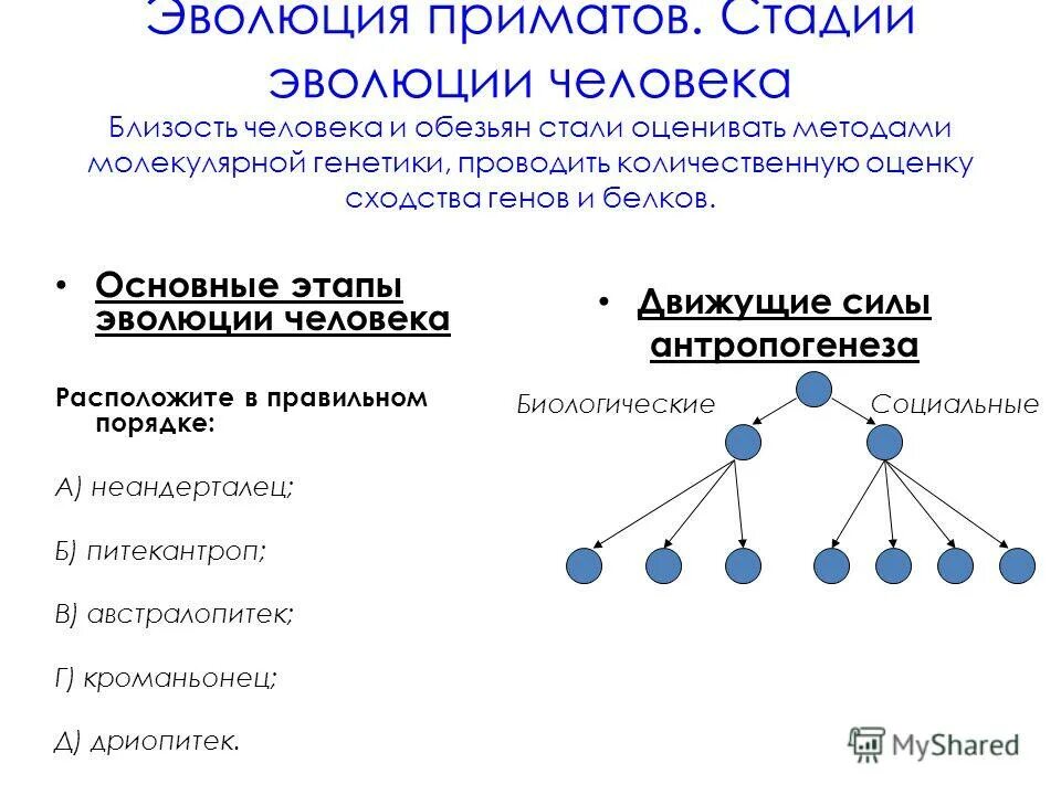 эволюция приматов таблица. эволюция приматов. схема эволюционного развития приматов. этапы эволюции приматов биология 9 класс. эволюция приматов схема.