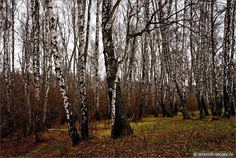 Картинки поздней. Лес поздней осенью. Поздняя осень в лесу. Лес поздней осенью для детей. Картина лес поздней осенью.