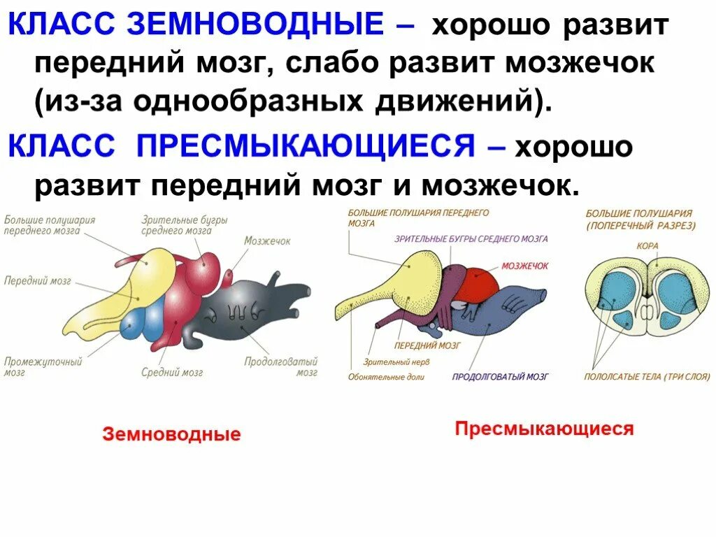 Головной мозг птиц отличается от земноводных. Нервная система и органы чувств пресмыкающихся. Нервная система и органы чувств рептилий. Нервная система и органы чувств амфибий. Нервная система амфибий и рептилий.