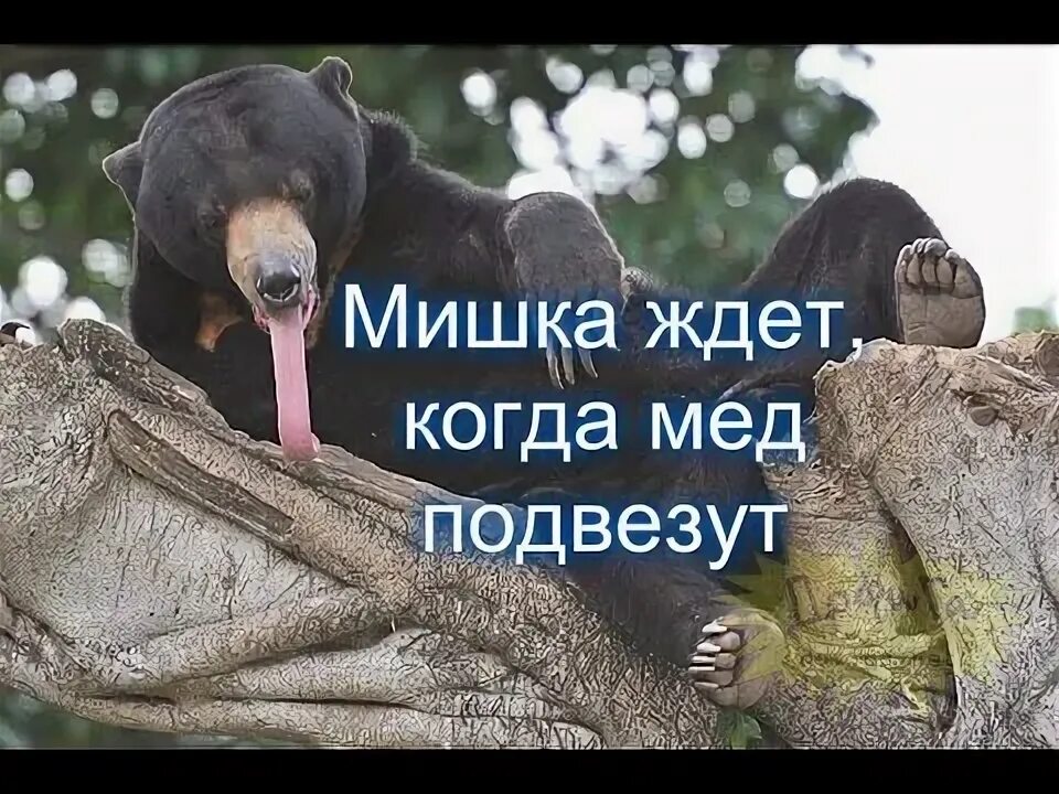 Почему медведь любит. Медведь любит мед. Медведь ждет. Медведь мед прикол. Медведь любит мёд приколы.