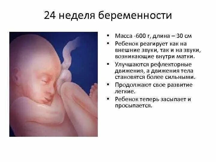 Размер плода на 24 неделе беременности. Размер плода в 24-25 недель. Беременность 24 недели фото плода вес. Размер ребенка на 24 неделе беременности.