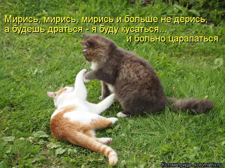 Помиримся мирись мирись мирись. Мирись мирись и больше не дерись. Открытка после ссоры. Картинки котики помирились. Примирение" кот.