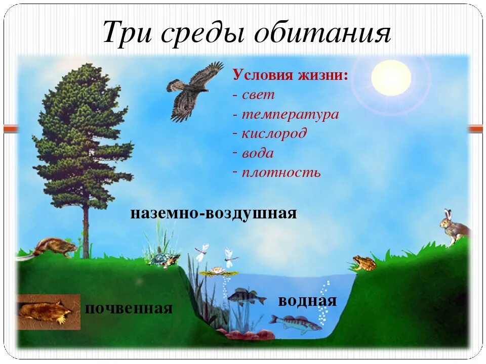 Доклад на тему воздушно наземная среда. Воздушная среда обитания. Наземно-воздушная среда обитания. Наземно-воздушная среда жизни. Три среды обитания.