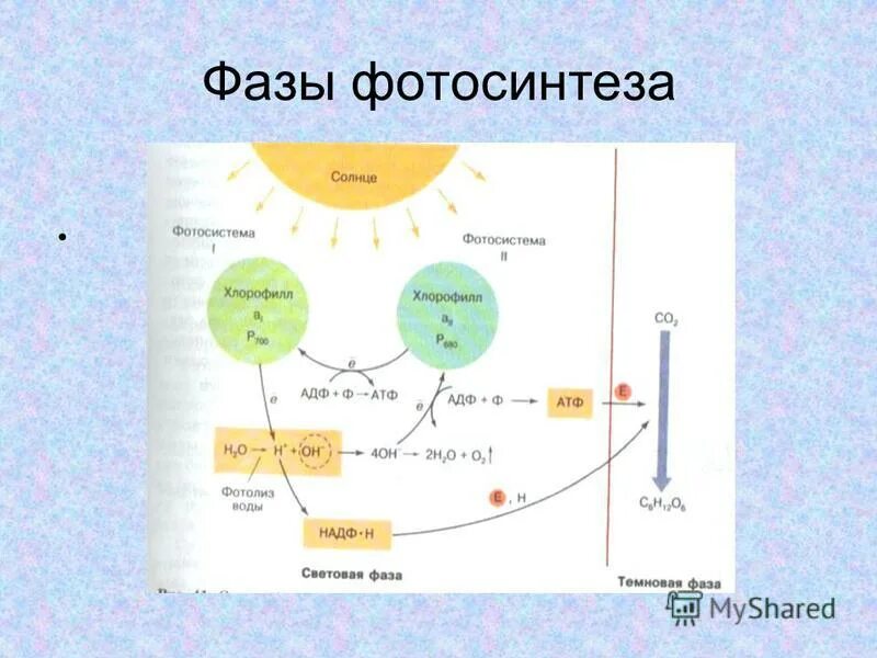 схема световой фазы фотосинтеза 10 класс. схема фотосинтеза световая и темновая. фотосинтез световая и темновая фазы 10 класс. стадии фотосинтеза схема. схема демонстрирующая процесс фотосинтеза.