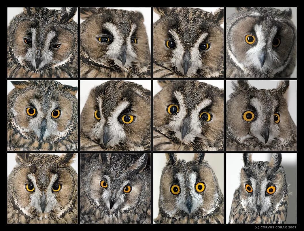 Эмоциональное состояние животных. Ямоция рисунок животное. Эмоции человека и животных. Урок по теме влияние домашних животных на эмоциональное состояние. Собака улыбается.