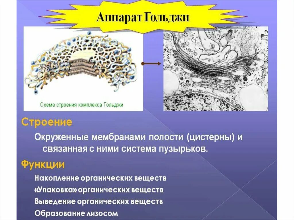 Перечислить функции комплекса гольджи. Аппарат гольджи строение и функции. основная функция аппарата гольджи. функции аппарата гольджи в растительной клетке. функции аппарата гольджи в животной клетке.