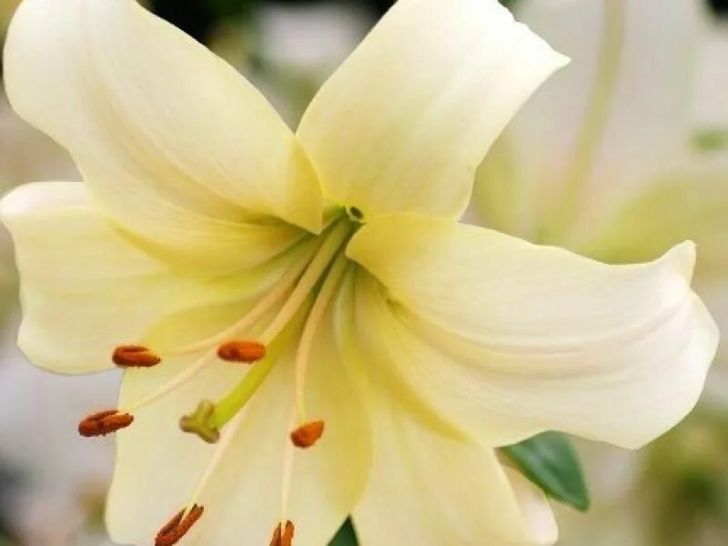 Перл уайт. Лилия перл уайт. лилия pearl white. лилия pearl frances. лилия пёрл уайт lilium pearl white.
