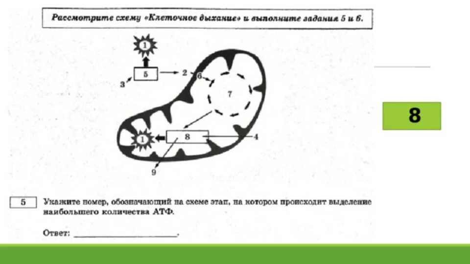 Рохлов варианты егэ 2023. Клеточное дыхание схема ЕГЭ. Клеточное дыхание рисунок ЕГЭ. Клеточное дыхание Рохлов схема. Рисунок клеточное дыхание с подписями ЕГЭ.