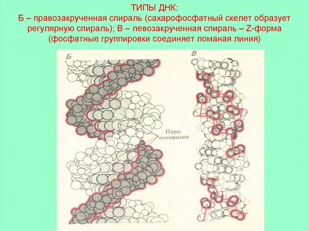 Левозакрученная z форма ДНК. Правозакрученная спираль ДНК. Правозакрученная и левозакрученная ДНК. Типы спиралей ДНК.