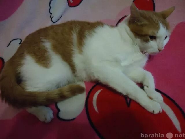 Ростовой рыжий кот. Рыжий кот новокузнецк. 3 коты новокузнецк. Рыжий кот новокузнецк. Рыжий кот федя.