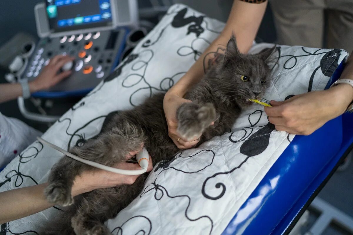 Инфекционные заболевания кошек. Кошка болезнь кишечника. Кишечные заболевания кошек. Ветеринар с кошкой. Катетеризация мочевого пузыря у кошки.