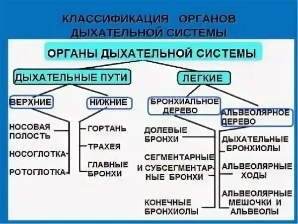 Тема 11. Дыхательная система