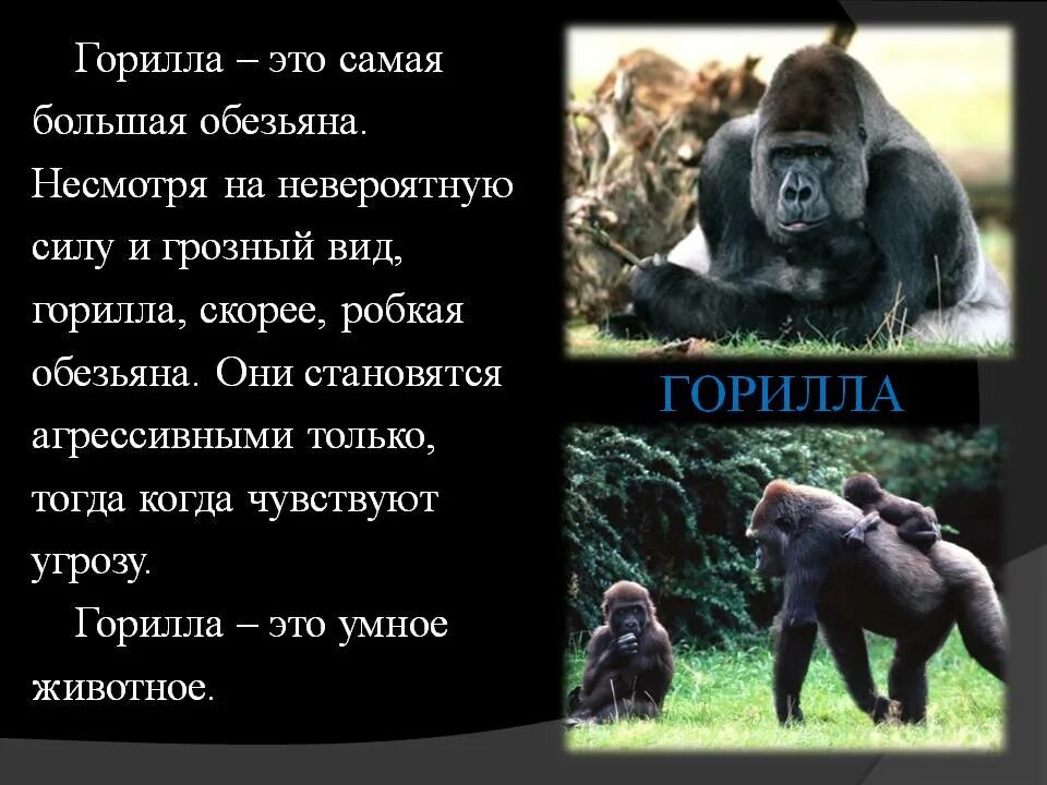 Истории про обезьян. Интересные факты о гориллах. Интересные факты о гориллах для детей. Горилла презентация. Интересный факт о гориле.
