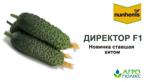 Огурец сорт директор описание