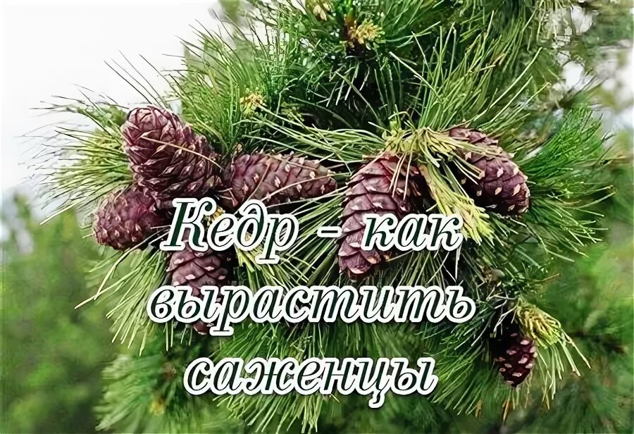 Аудиокнига кедр