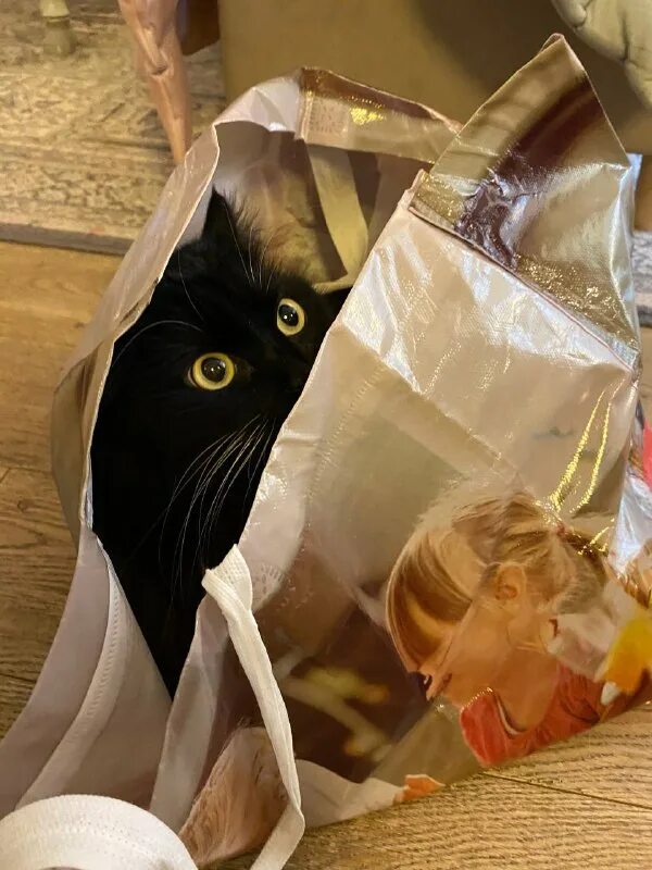 пакетик сонник. пакет вижу. как вижу я и как видит кот. пакет вижу. пакет пакет пакет мем.