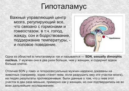 Гипоталамус мужчина