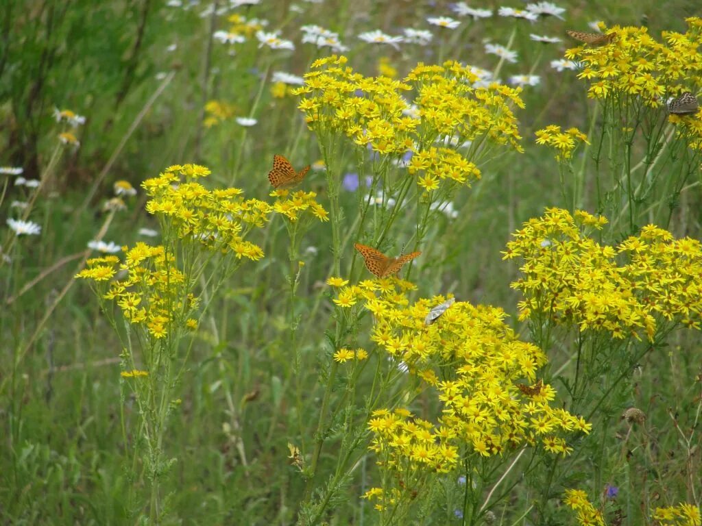 Free Images : nature, meadow, flower, summer, herb, botany, close, flora, wildfl