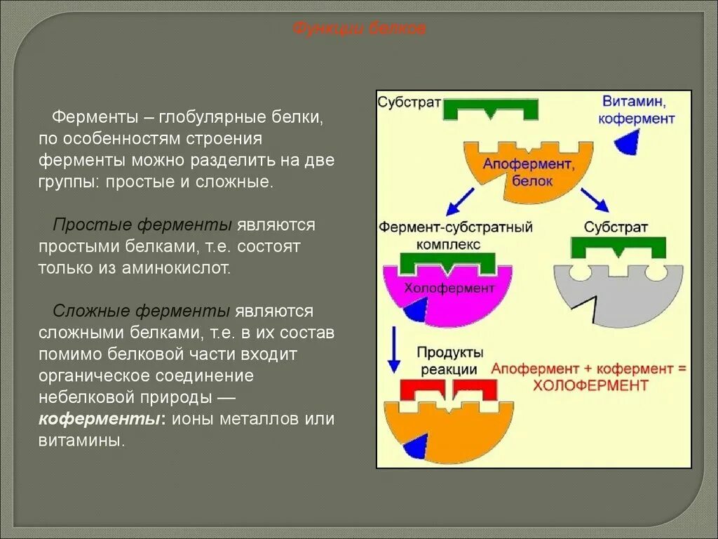 Строение субстратов амилазы. Субстрат фермента это. Фермент субстратный комплекс. Ферменты глобулярные белки. Ферментами называют белки