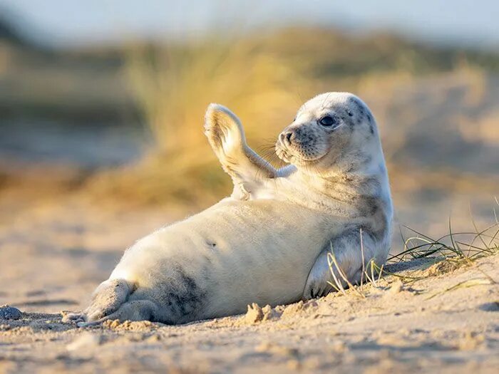 #seal baby seal harbor seal #mammal #wildlife marine mammal #whiskers #cuteness