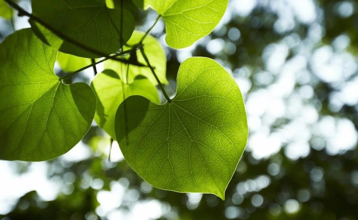 Листик в виде сердца. Дерево с листьями в форме сердечка. Кора и листва деревьев. Лист с сердечками. Дерево с листьями в форме сердечка.