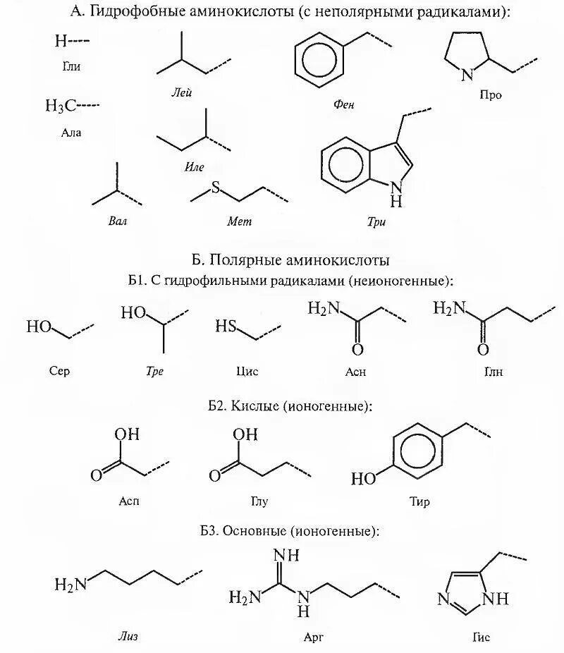 Гидрофобные и гидрофильные аминокислоты. Строение гидрофобных аминокислот. Гидрофобные радикалы аминокислот. Классификация аминокислот по гидрофобности радикалов. Аминокислотные радикалы