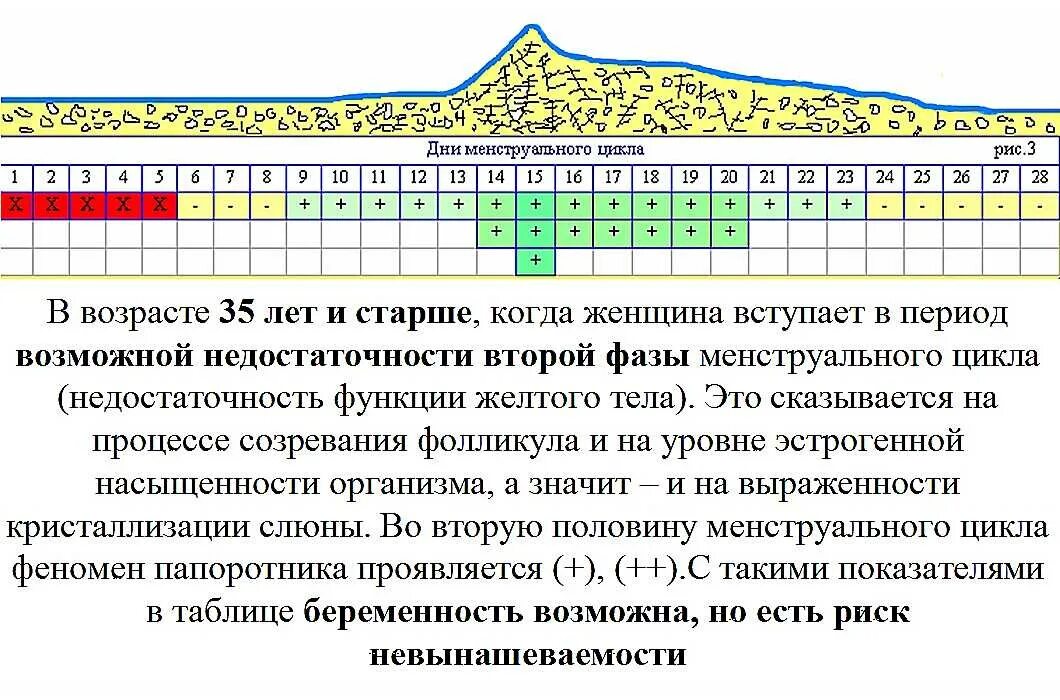 Правильный цикл. Календарь овуляции. Периоды овуляции у женщин и цикл. Как можно забеременеть. Таблица овуляции по дням цикла.