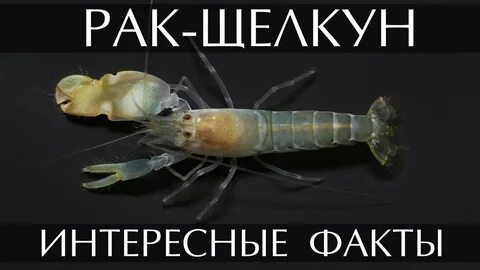 Рак щелкун самый сильный животный