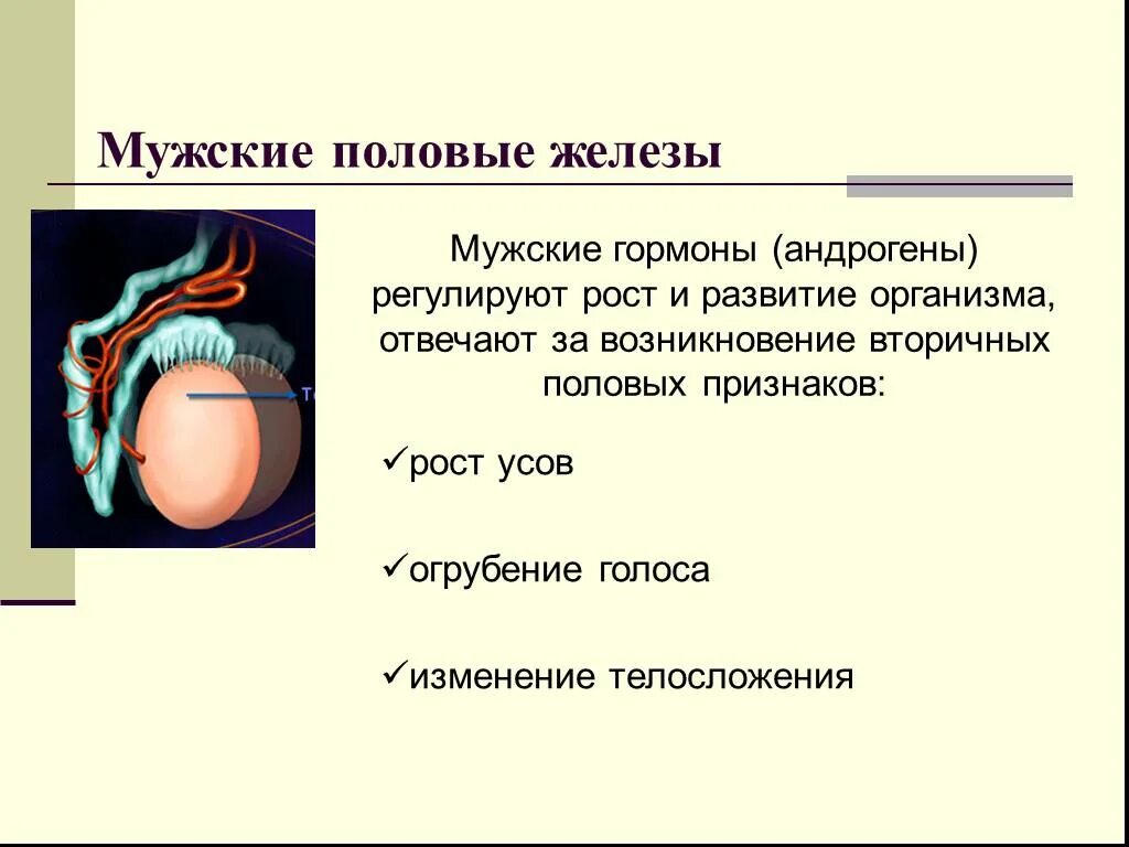 1 мужские половые железы. Мужская половая железа. Гормоны мужских половых желез. Строение и функции половых желез кратко. Мужские половые железы мужские половые гормоны.