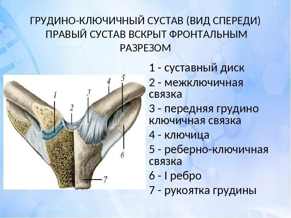 Грудино ключичная артрит. Грудинно-ключичный сустав строение. грудино ключичный сустав анатомия строение. грудино ключичный сустав вид спереди. грудино-ключичный сустав анатомия связки.