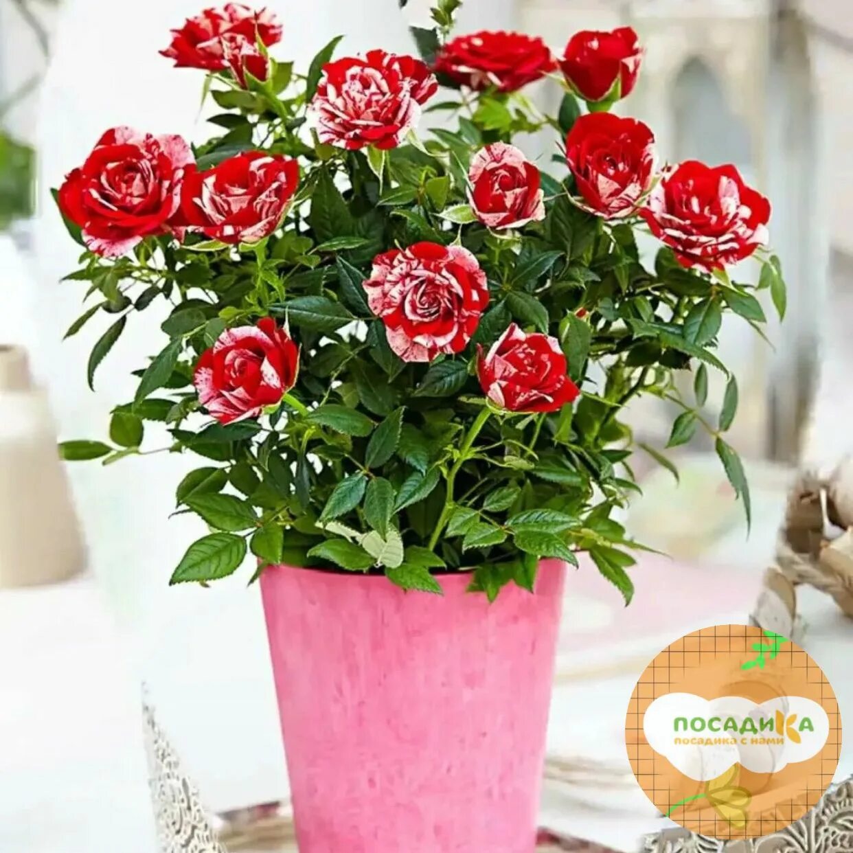 Cheap flowers Orenburg page 8