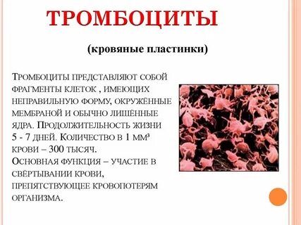 Срок жизни тромбоцитов