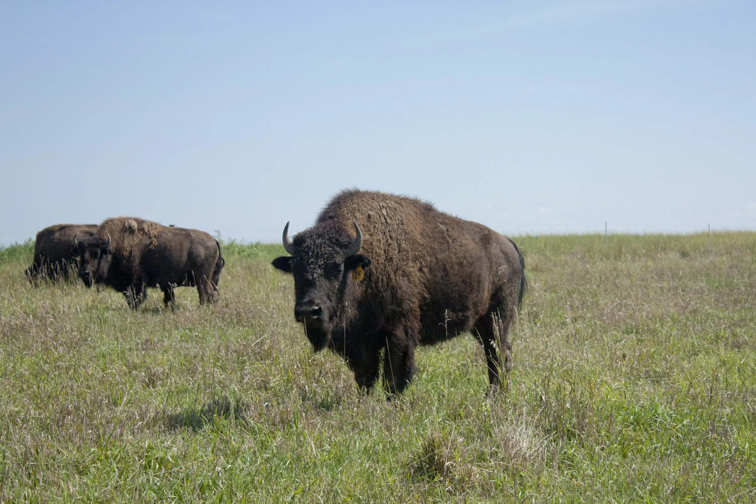 Бизоны в Северной Америке. Прерии Америки Бизон. Бизон Геншин. 7. Бизон Bison Bison. Покрытие бизон