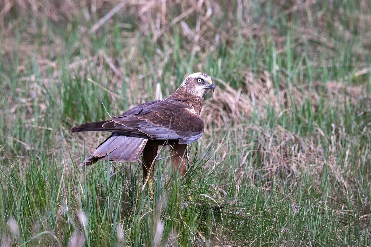 Болотный лунь. Восточный болотное. Болотный лунь самка. Камышовый лунь. Болотный лунь птица.