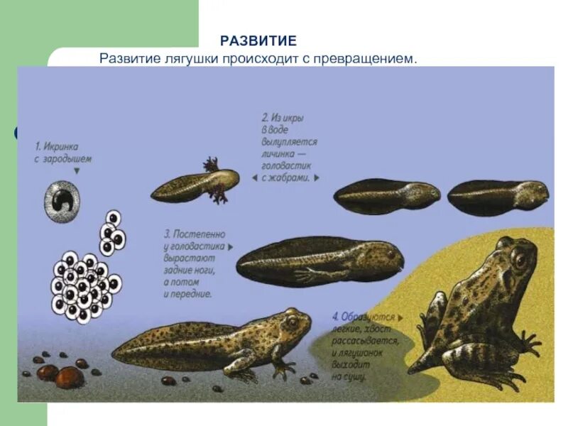 С чем связано развитие земноводных. Развитие лягушки. Цикл развития лягушки. Цикл развития лягушки схема. Стадии развития лягушки.