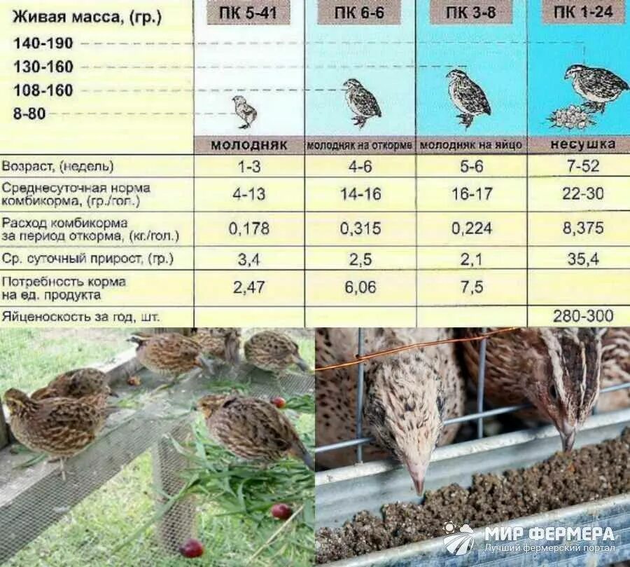 Сколько живут перепела. Таблица кормления перепелов комбикормом. Нормы кормления перепелов таблица. Комбикорм для перепелов несушек рацион. Норма корма для перепелов в сутки.