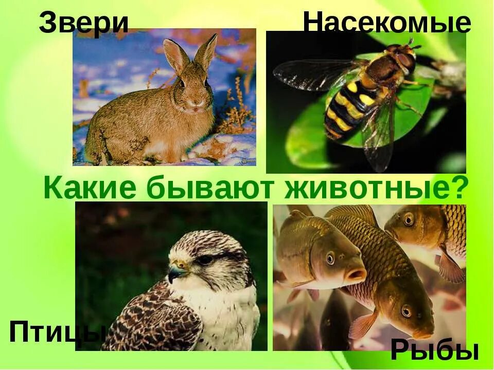Группы животных существуют. Какикакие бывают животные. Птицы, рыбы и звери. Какие бывают животные 2 класс. Презентация : животные : звери, рыбы, птицы, насекомые.