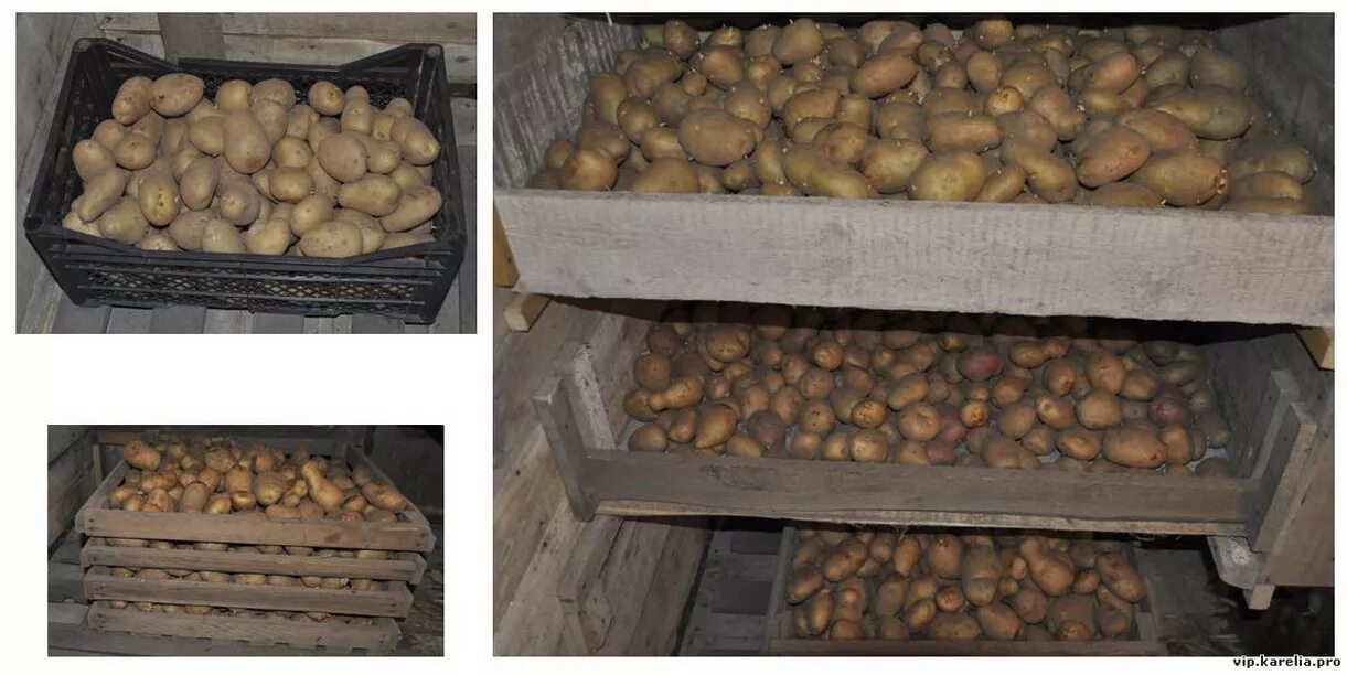 Сколько держать картофель. Хранение картошки в погребе. Закром для картошки в погребе. Закрома для картофеля в погребе. Сусек для картошки в погребе.
