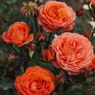 Rose phoenix