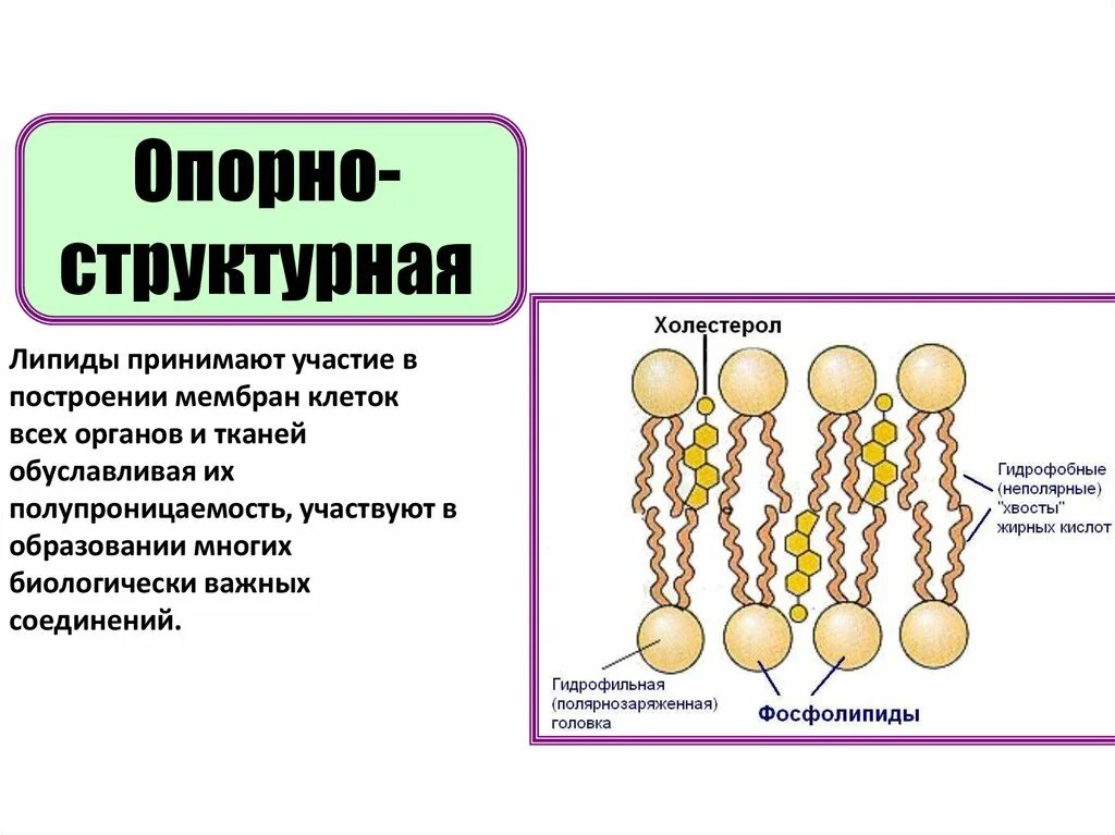 Органические вещества клетки липиды углеводы строение. Органические вещества клетки липиды. органические вещества клетки углеводы липиды. липиды это биополимеры. цепочка липидов.