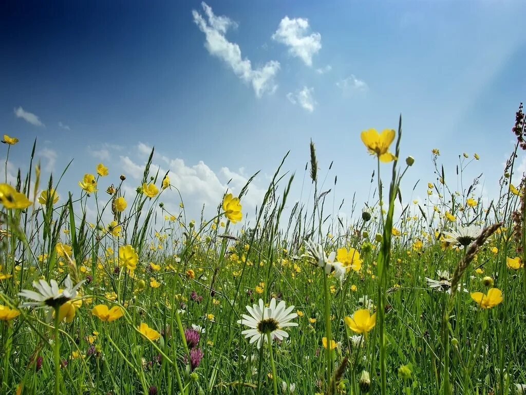 Серед степу. Луговые цветы. Степь западный казахстан. Мильская степь. Фото зебр и зебрят.