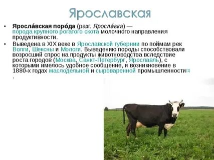 Молочное направление в скотоводстве